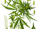 Illustration_Cannabis_sativa0_clean