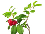 three cowberries on green branch
