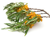 buckthorn on the white background