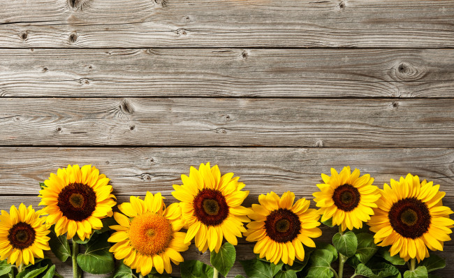 Autumn background with sunflowers on wooden board